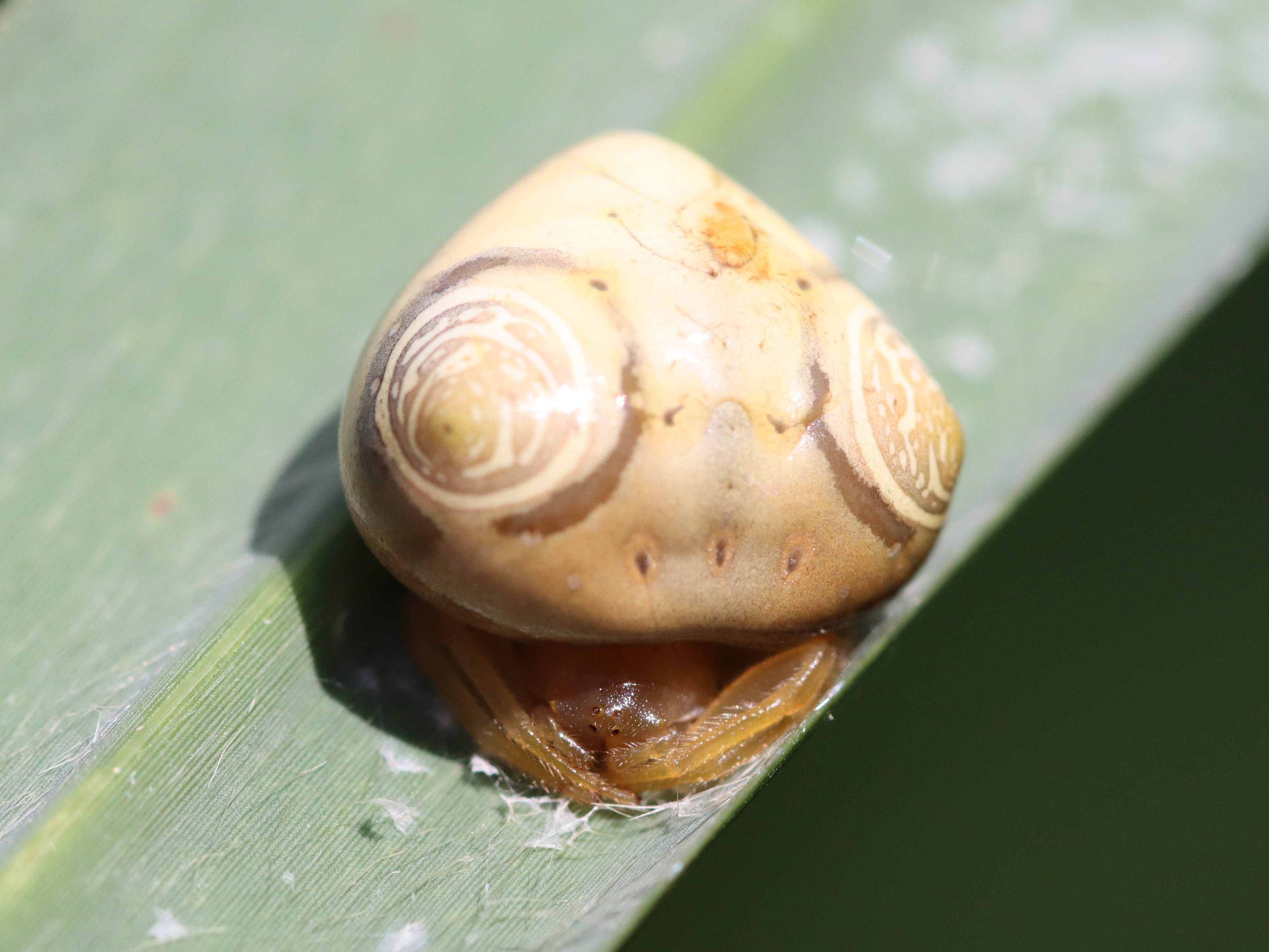 オオトリノフンダマシ